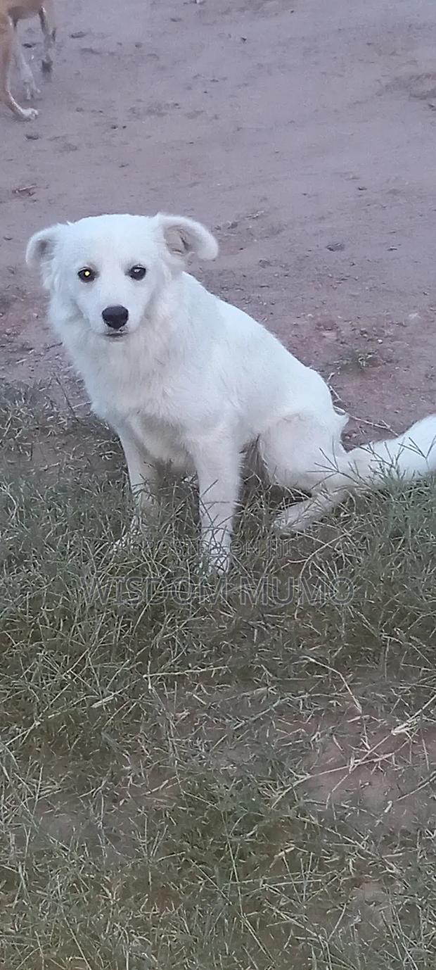 6-12 months Male Purebred Japanese Spitz - thumbnail 2