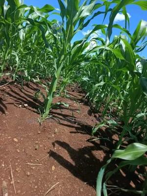 Effective Herbicides 1 Litre - thumbnail 2