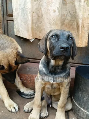 3-6 months Male Purebred Boerboel