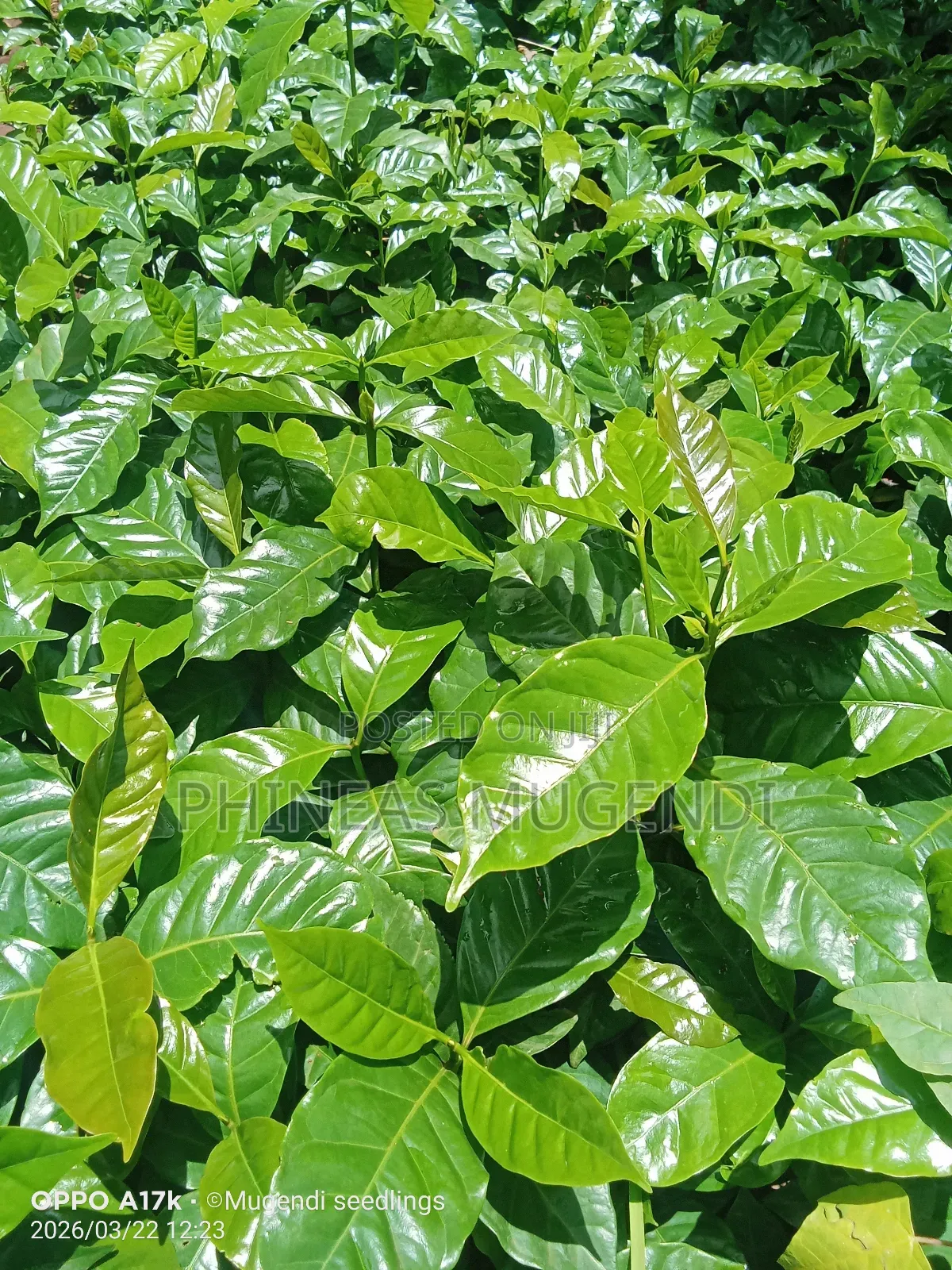 Coffee Seedlings Ruiru 11