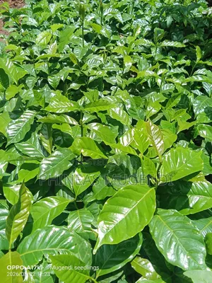 Coffee Seedlings Ruiru 11