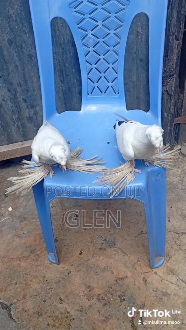 Trumpeter Pigeons - main view