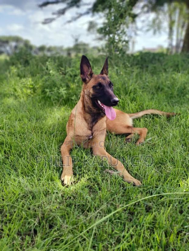 1+ year Female Purebred Belgian Malinois