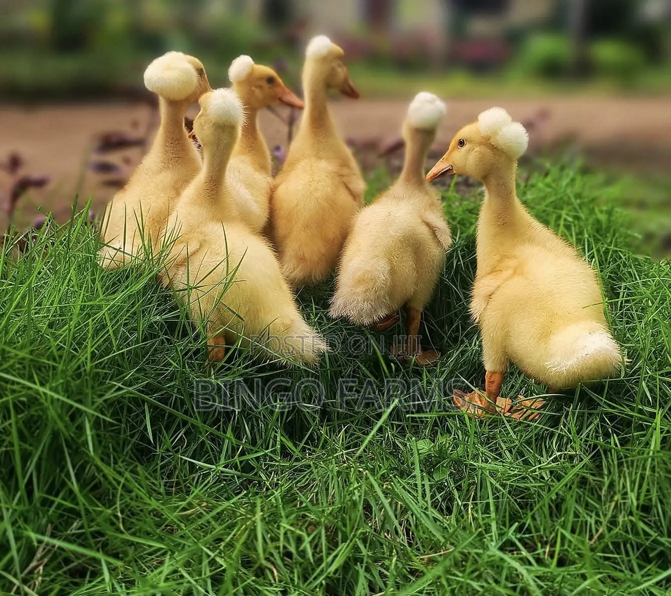 Crested Ducklings