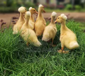 Crested Ducklings