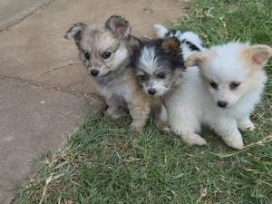 1-3 months Female Mixed Breed Japanese Spitz