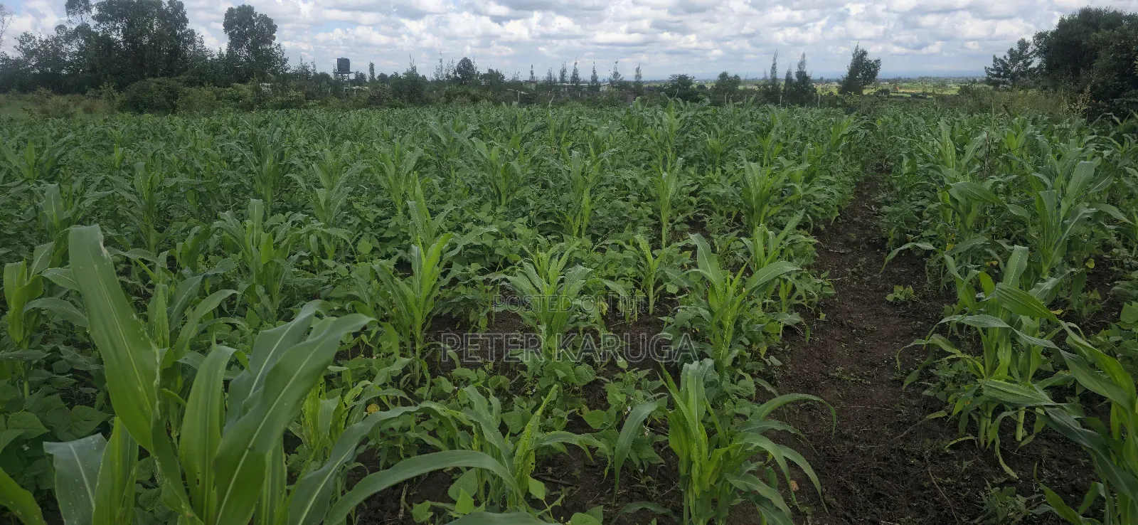 Land for Sale