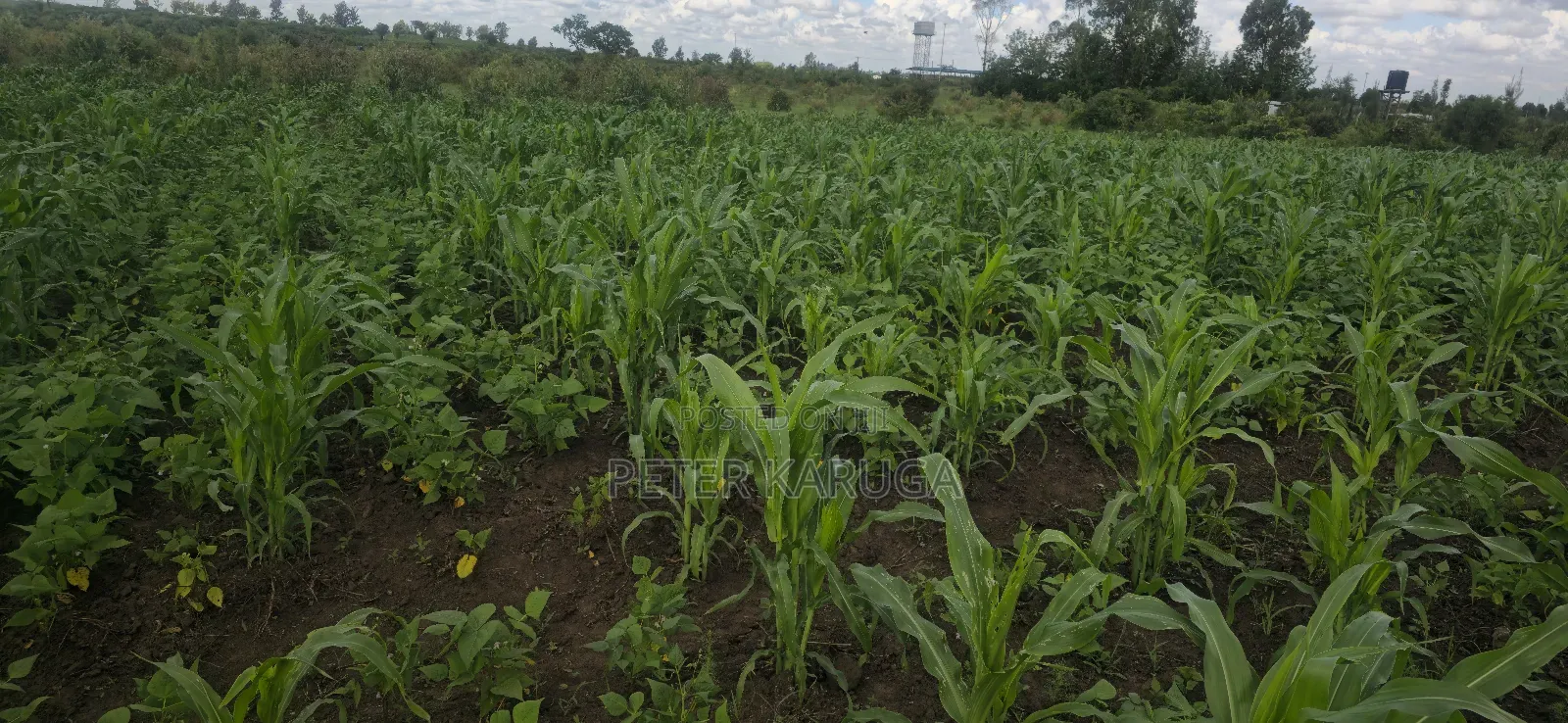 Land for Sale