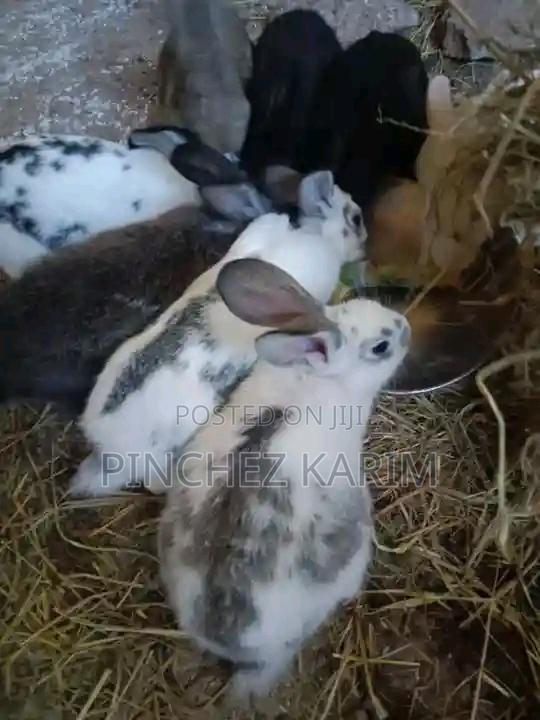 Hybrid Rabbits for Sale