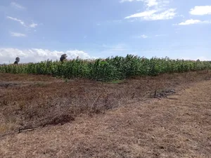 5.5acres Kiambogo Nairutia Laikipia.