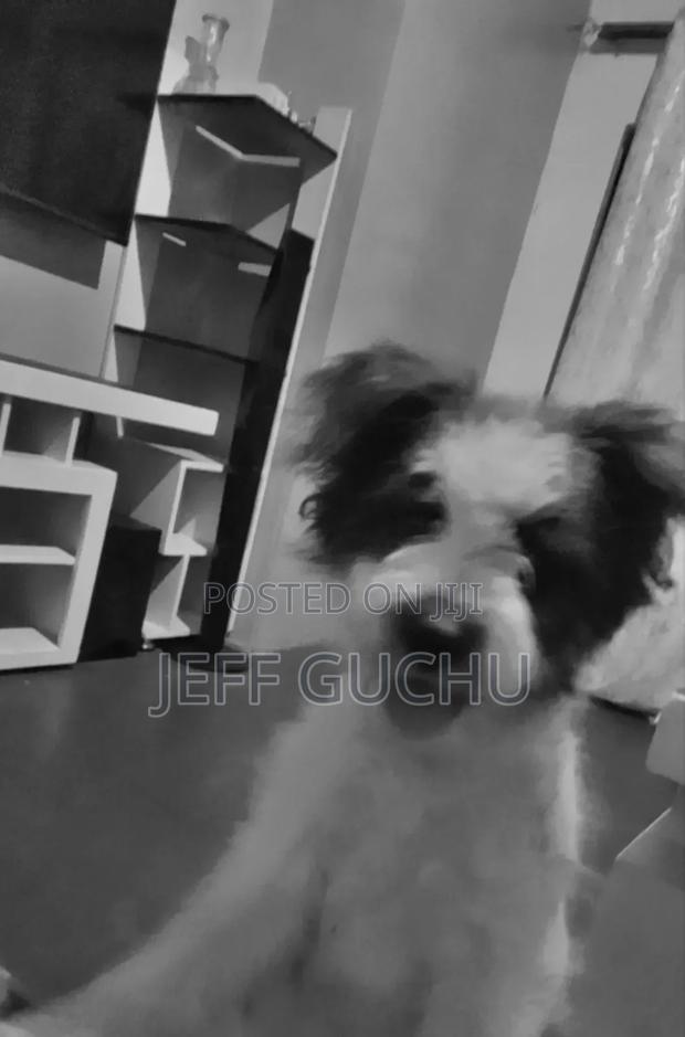 1-3 months Male Purebred Maltese