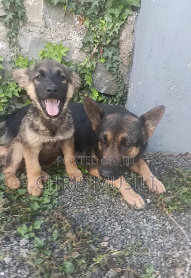 1-3 months Male Purebred German Shepherd