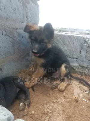 1-3 months Male Purebred German Shepherd