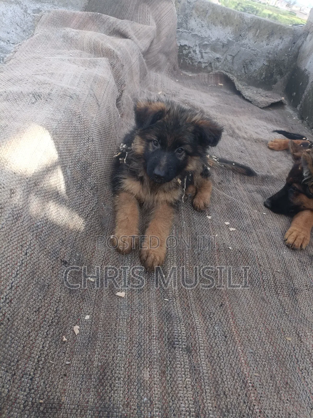 1-3 months Male Purebred German Shepherd