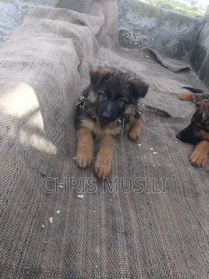 1-3 months Male Purebred German Shepherd