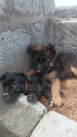 1-3 months Male Purebred German Shepherd