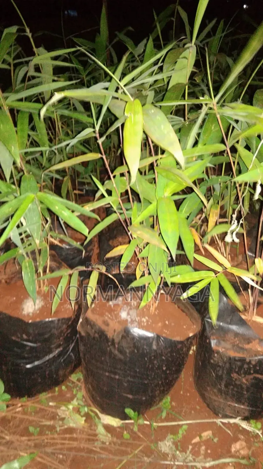 Ornamental (Miniature) Bamboo