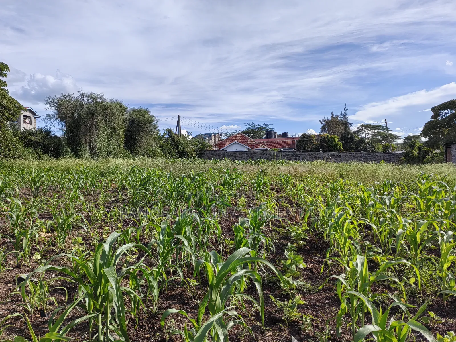 100x100 Plot for Sale in Ruai