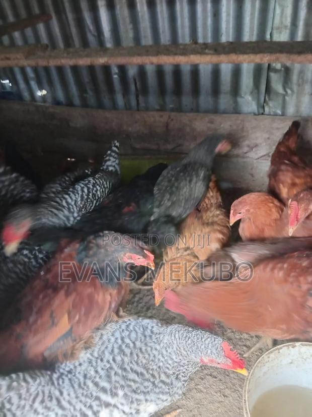 Kienyeji Chicken
