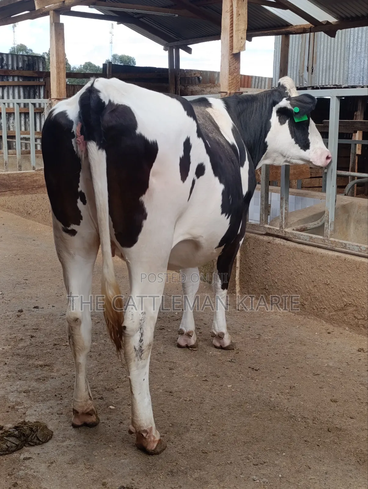Friesian Heifer