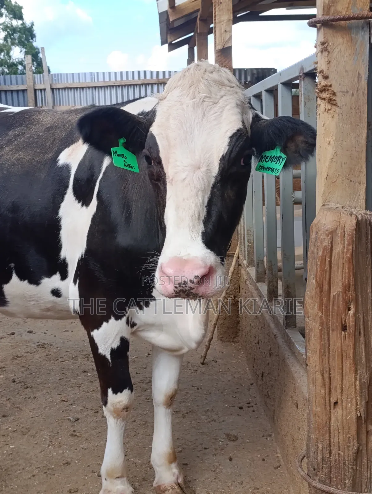 Friesian Heifer
