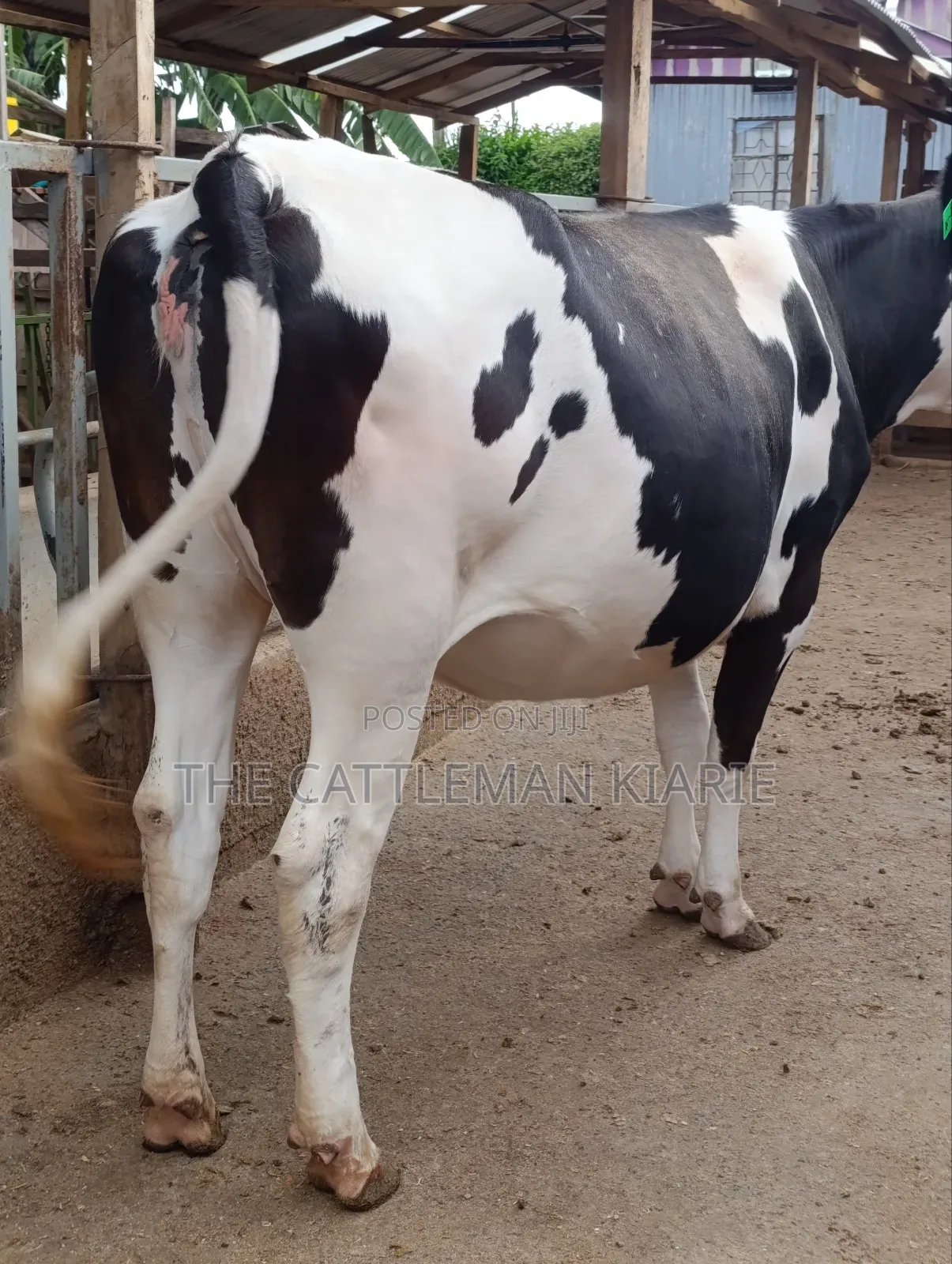 Friesian Heifer
