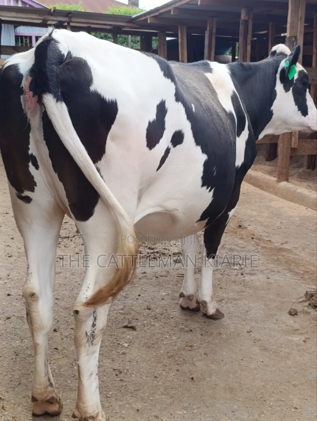 Friesian Heifer