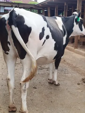 Friesian Heifer