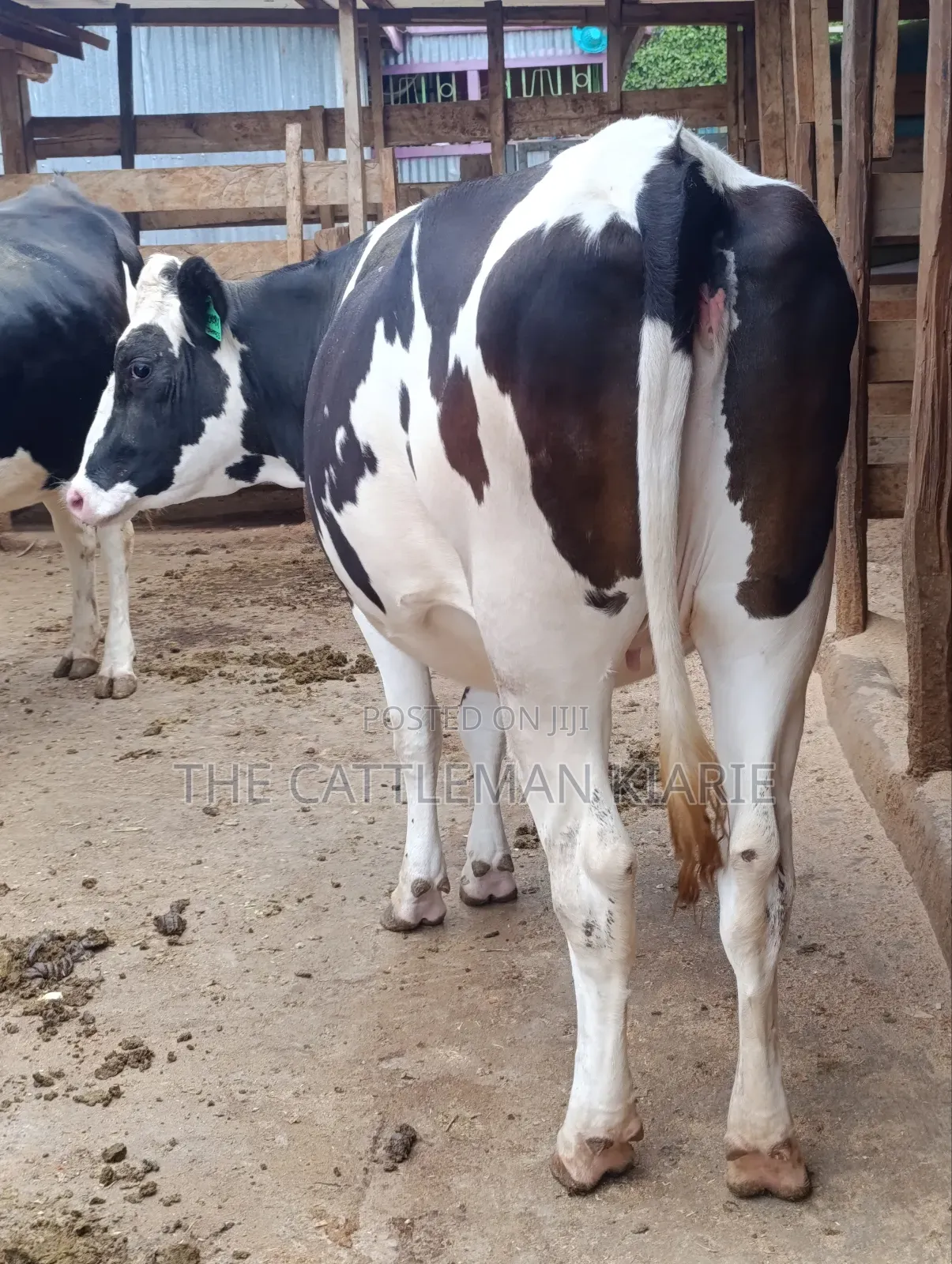 Friesian Heifer