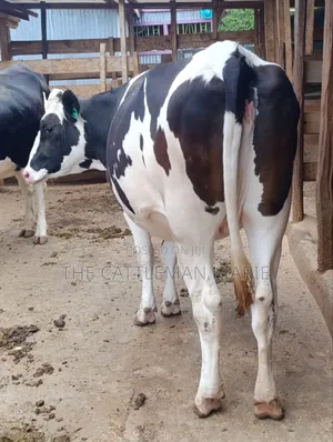 Friesian Heifer