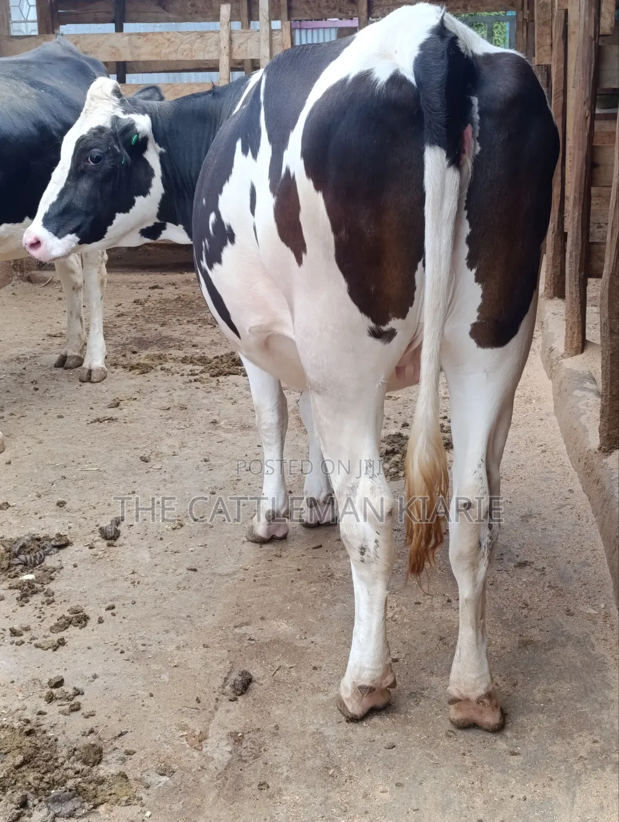 Friesian Heifer