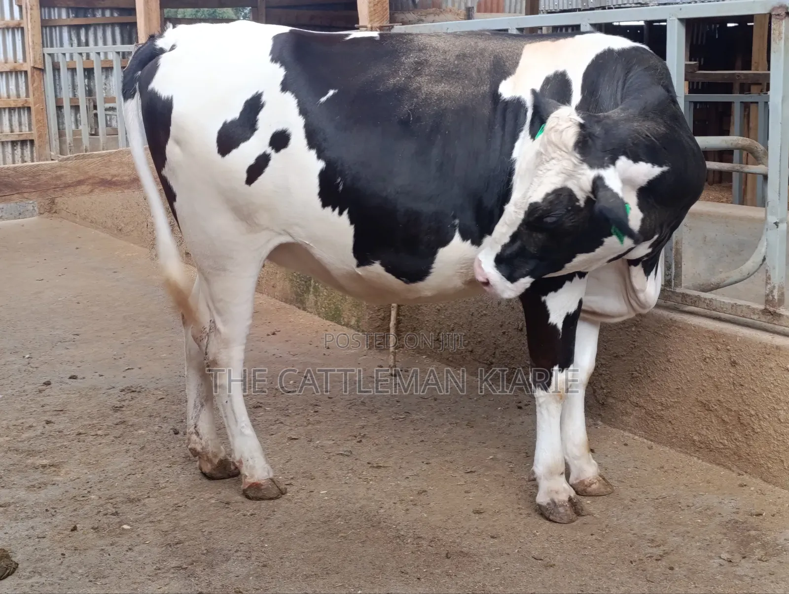 Friesian Heifer