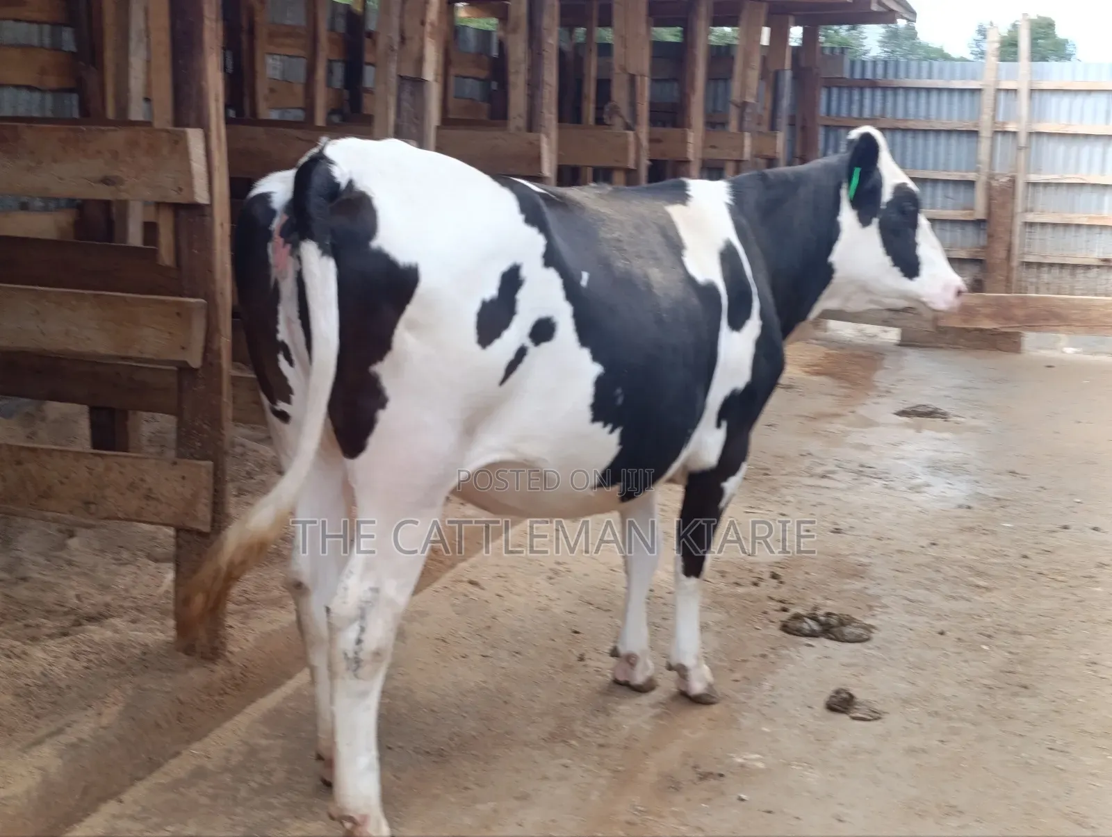 Friesian Heifer