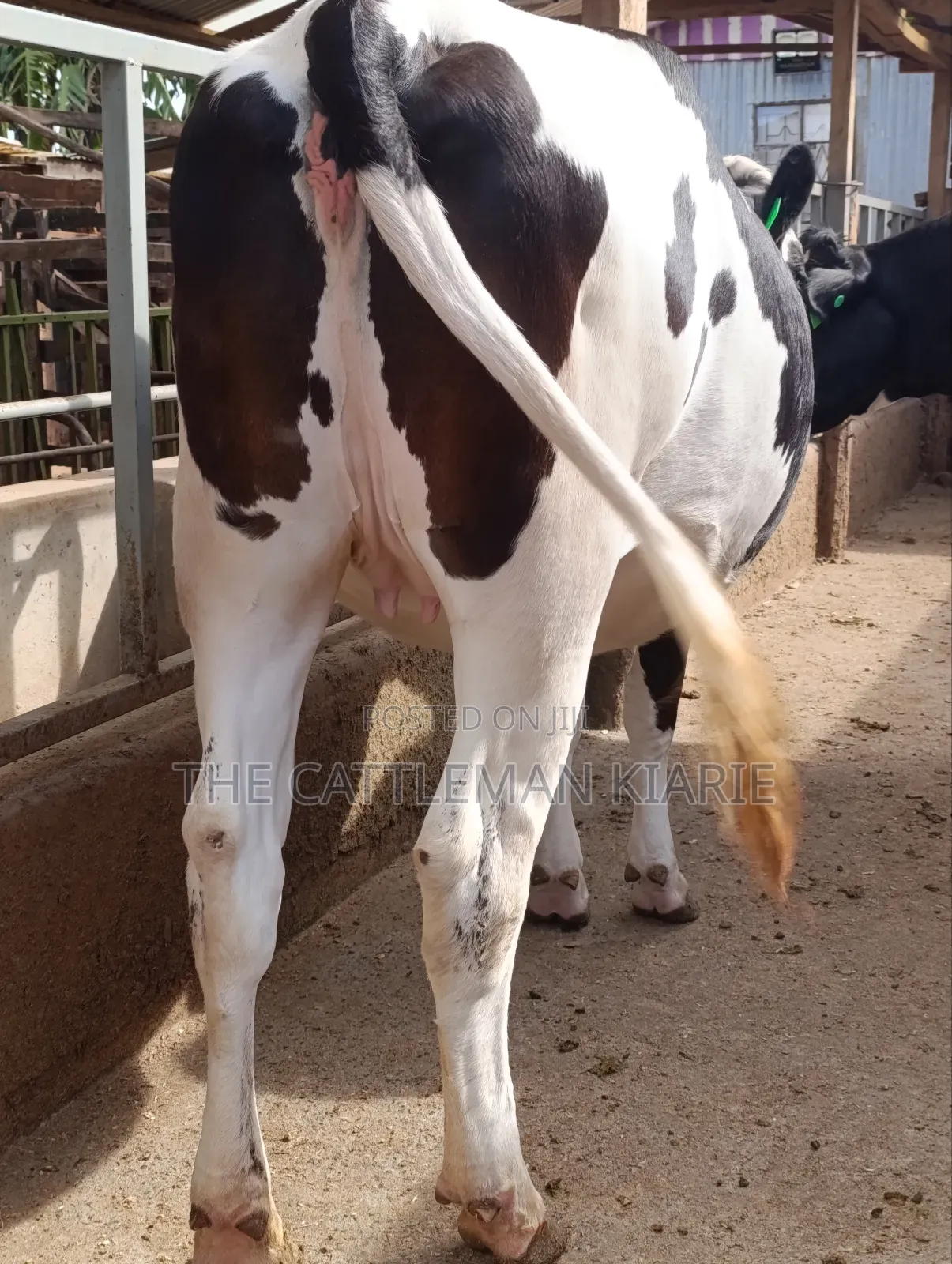 Friesian Heifer