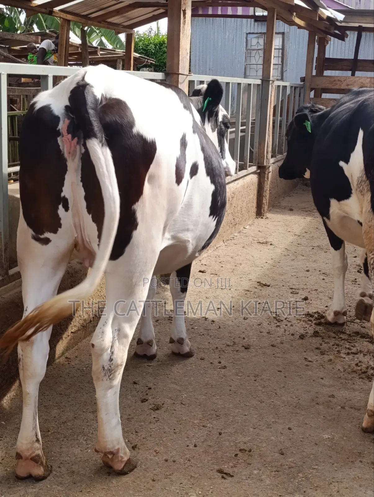 Friesian Heifer