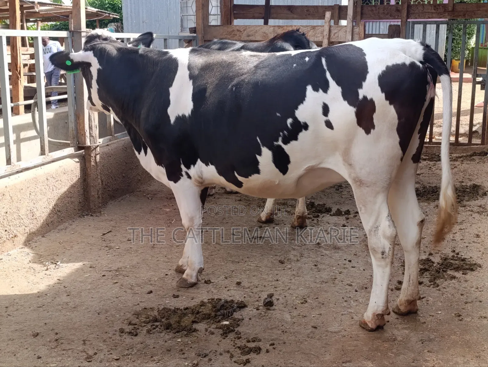 Friesian Heifer
