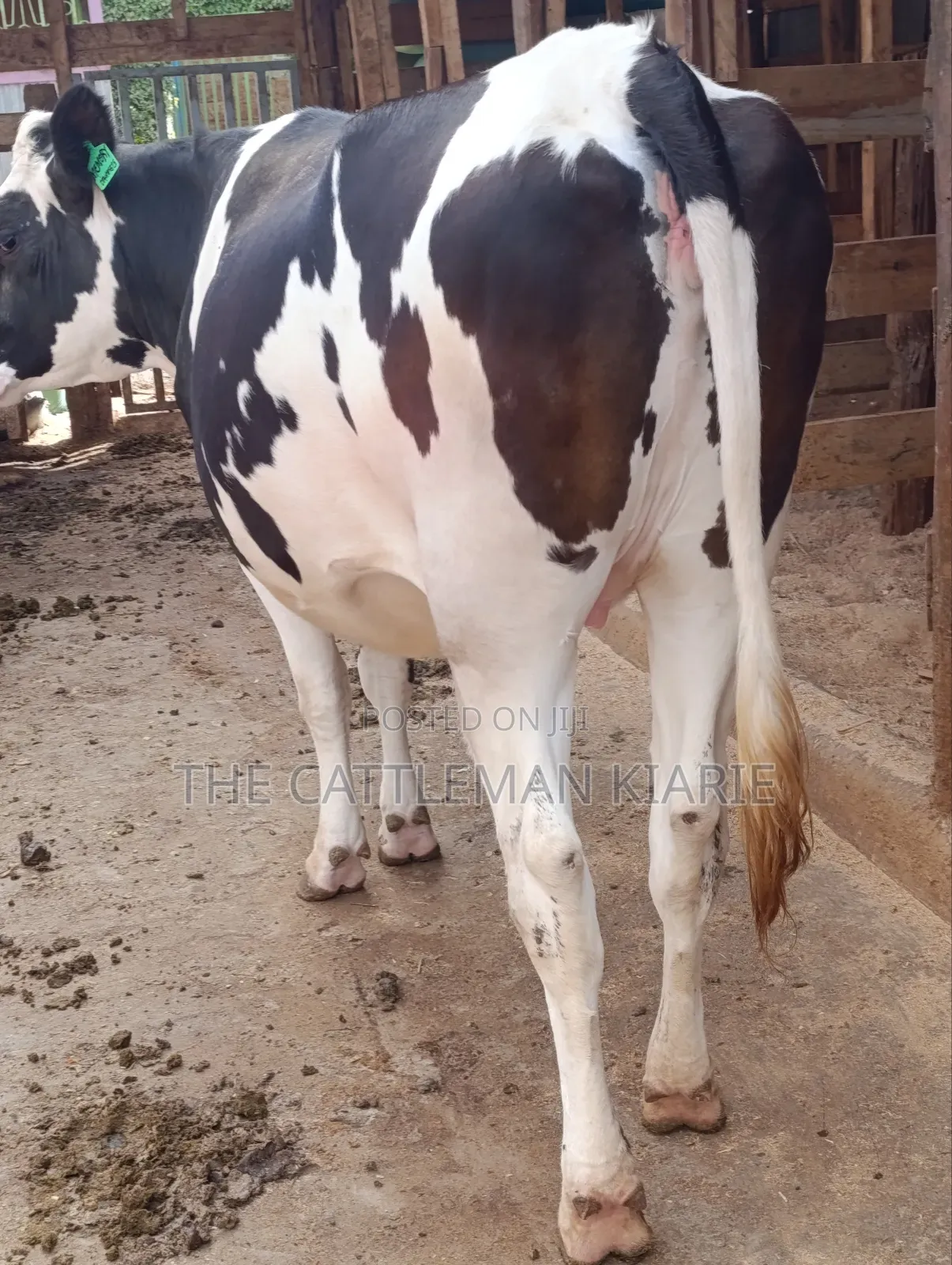Friesian Heifer