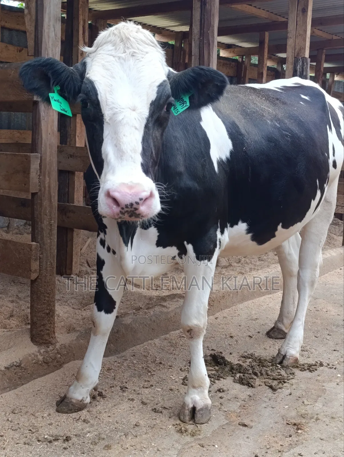 Friesian Heifer