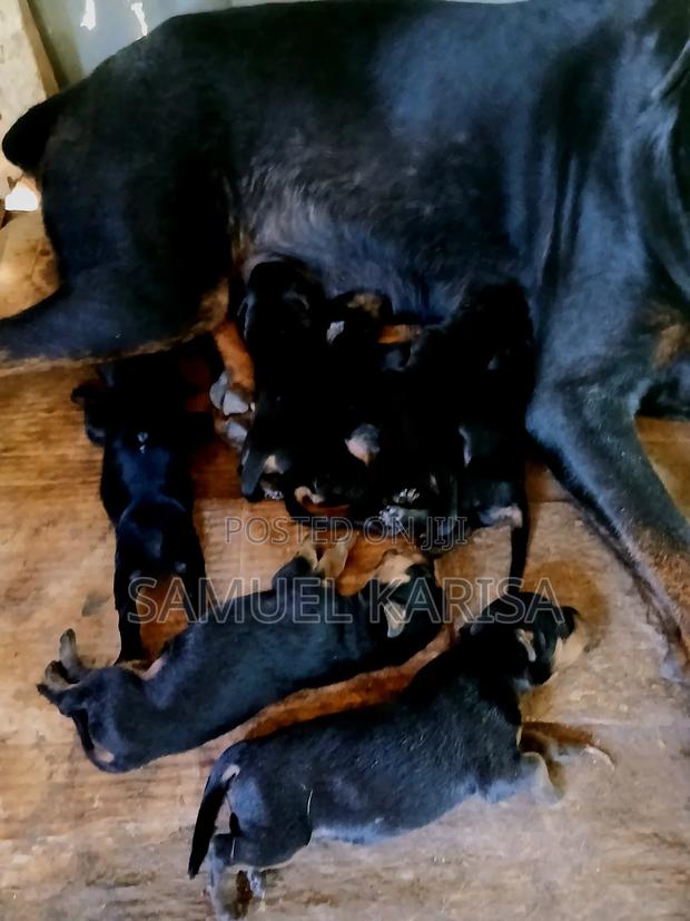0-1 month Male Purebred Rottweiler