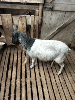 Sheep for Meat.