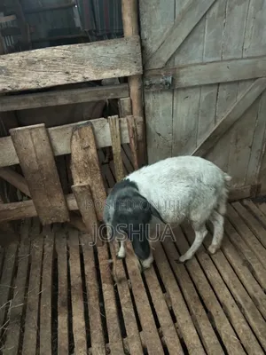 Sheep for Meat.