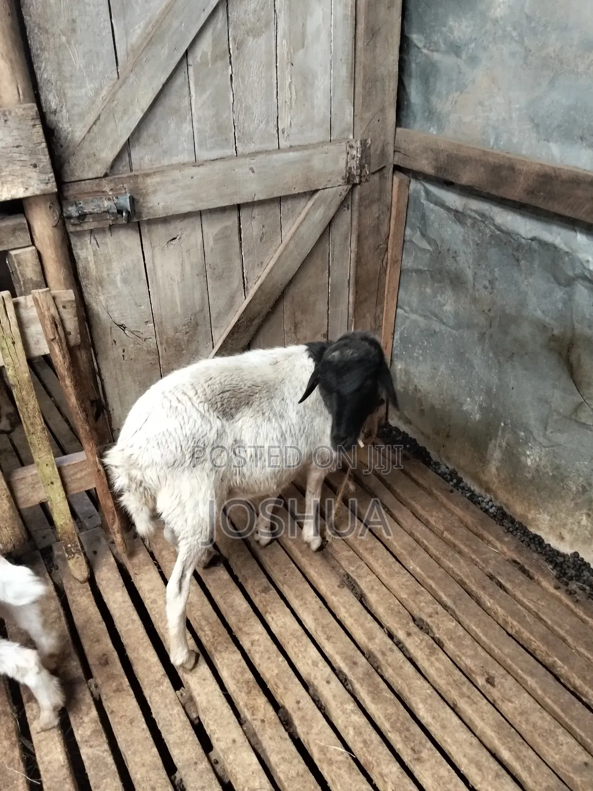 Sheep for Meat.