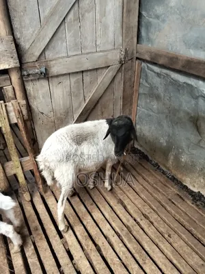Sheep for Meat.