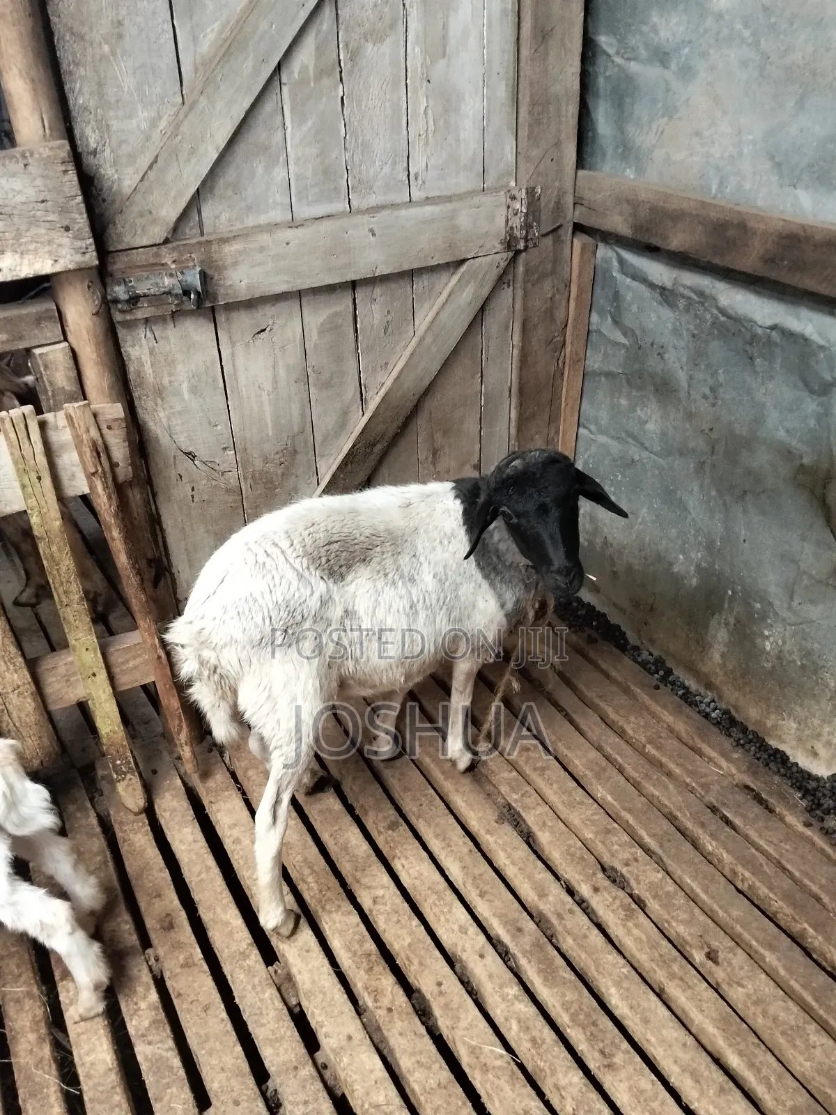 Sheep for Meat.