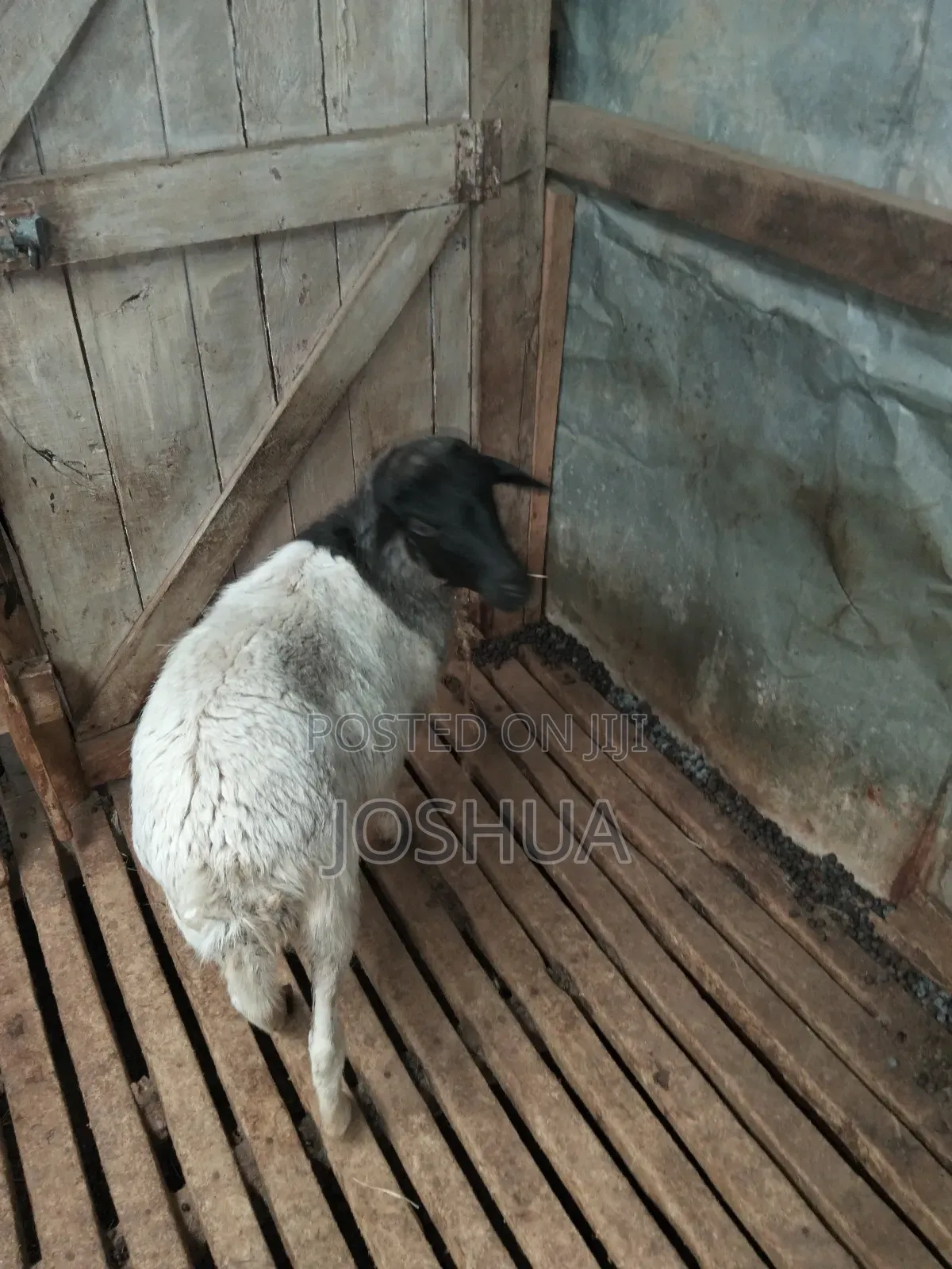 Sheep for Meat.