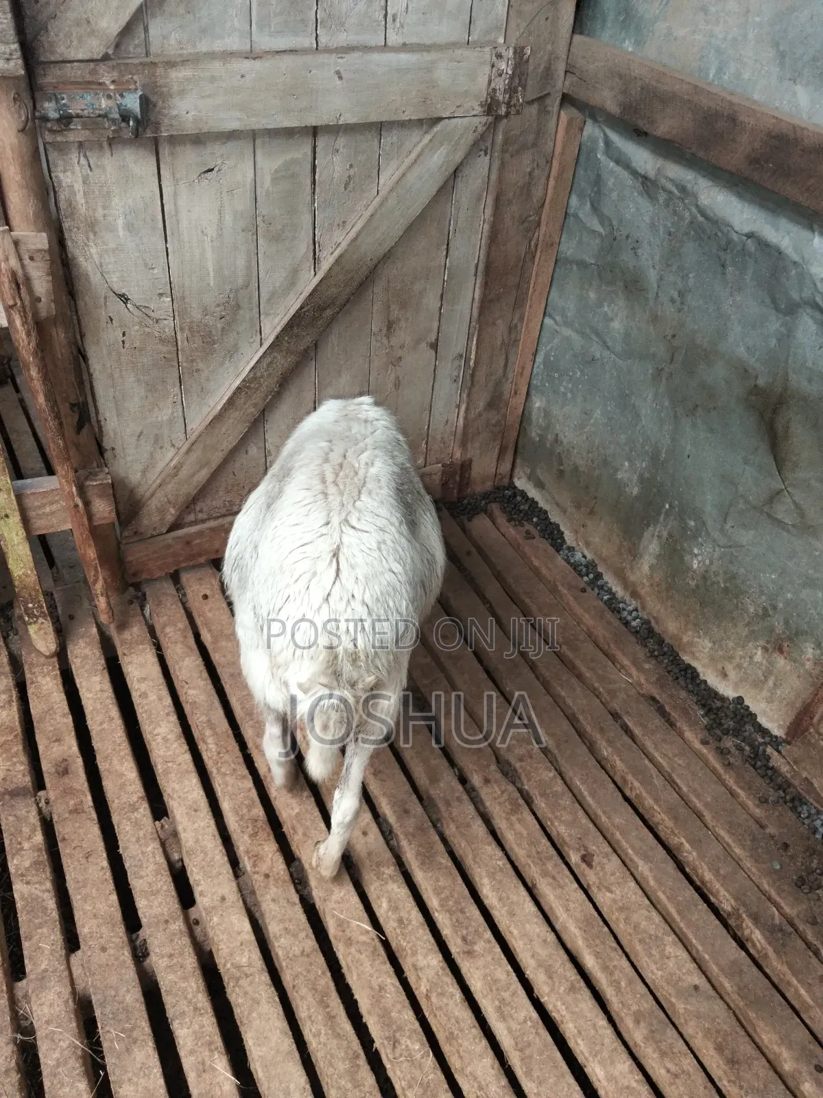 Sheep for Meat.
