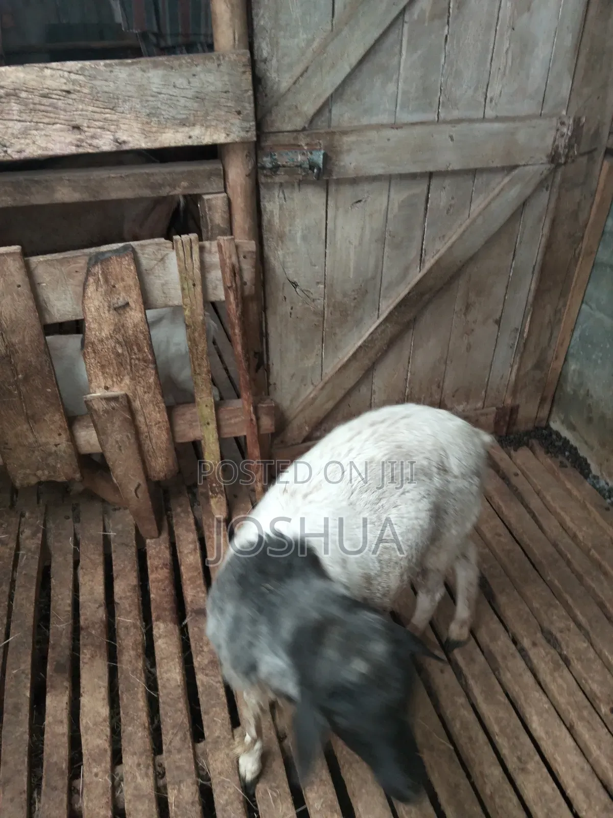 Sheep for Meat.