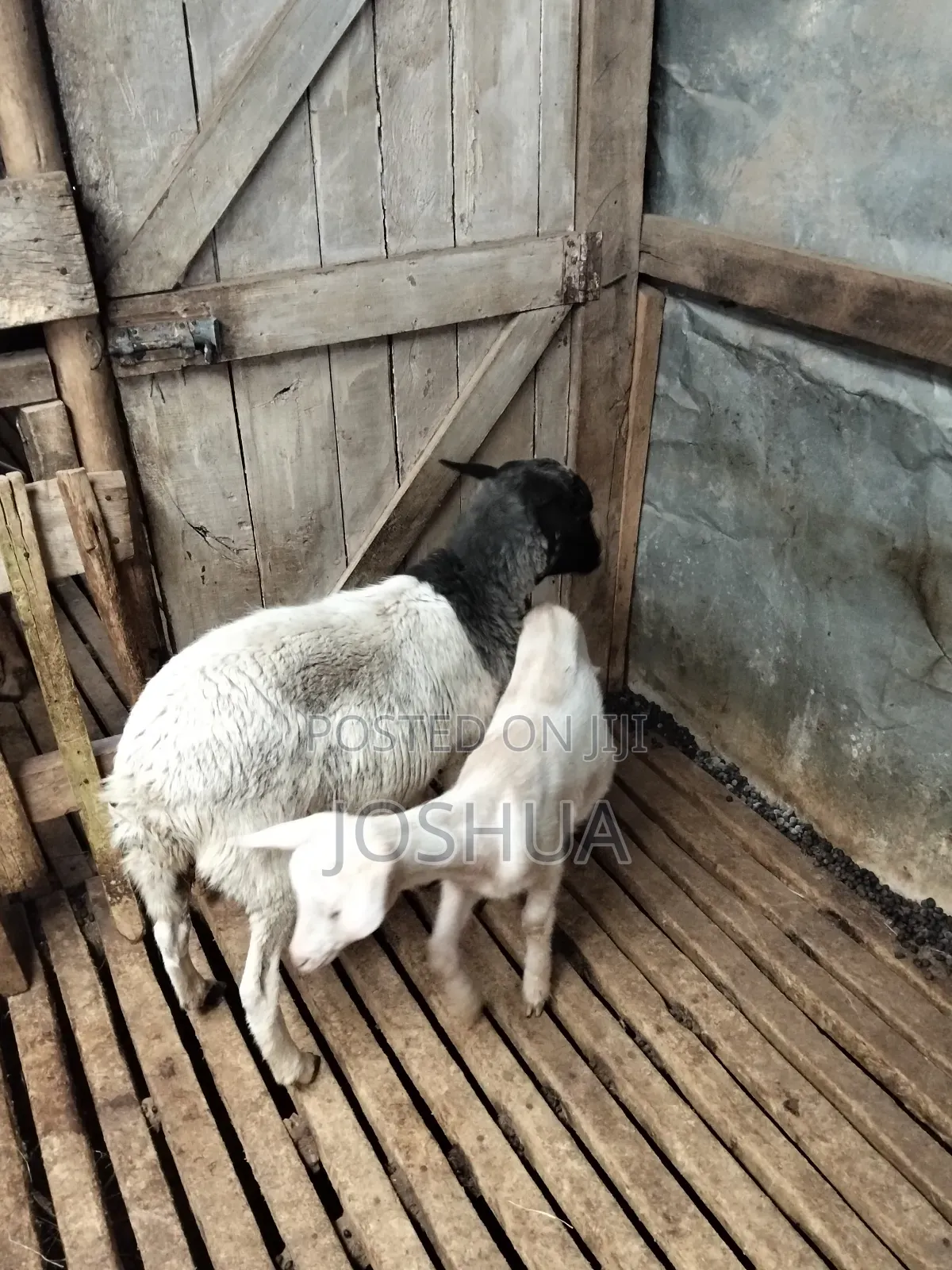 Sheep for Meat.