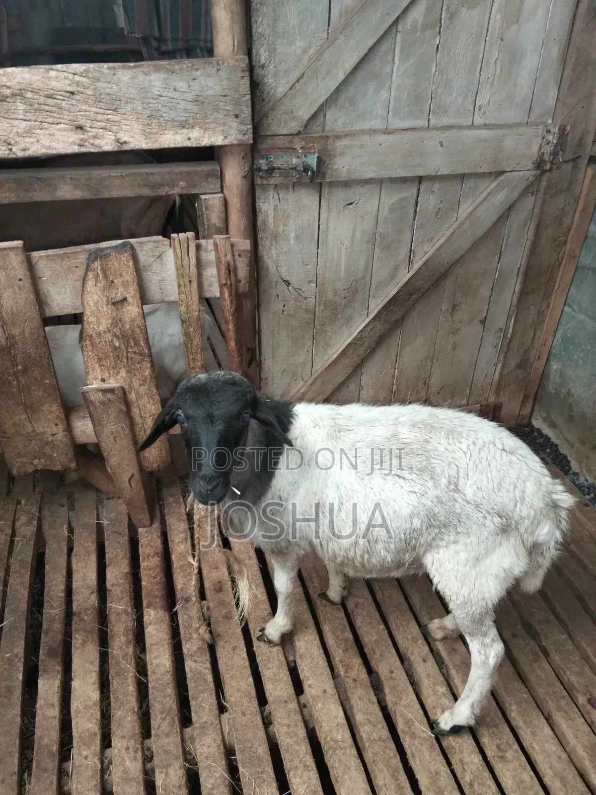 Sheep for Meat.