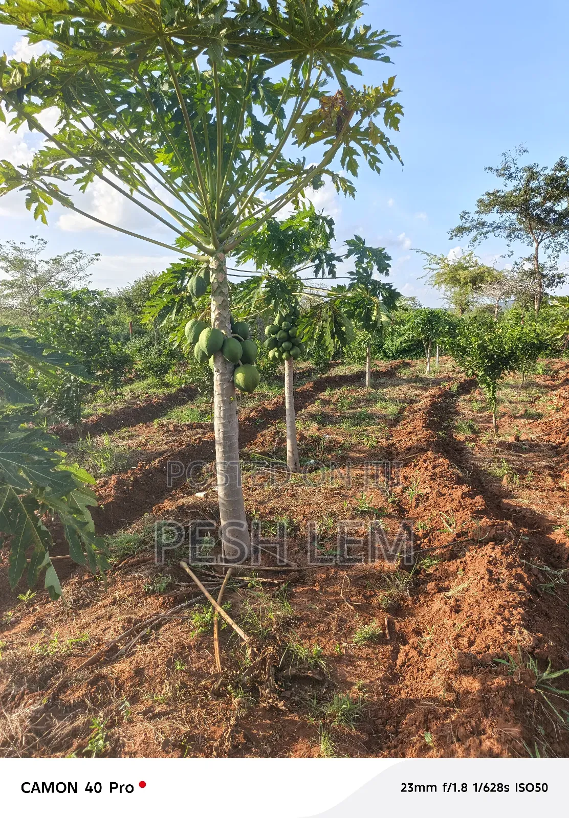 Matuu Plots